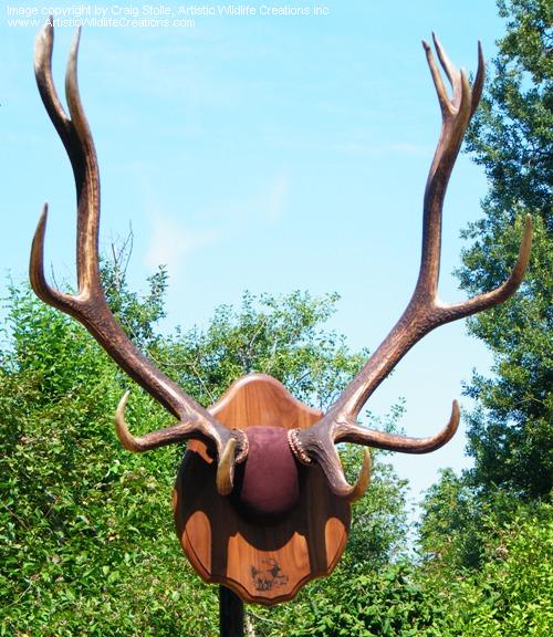 Euros Skulls Craig Stolle, award winning taxidermist, Vancouver